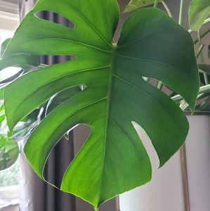 Monstera deliciosa